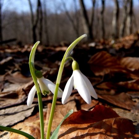 Galanthus nivalis