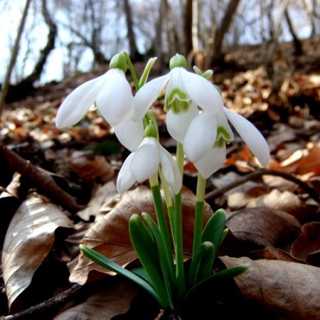 Galanthus nivalis