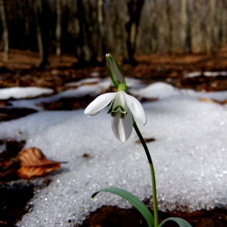 Galanthus nivalis