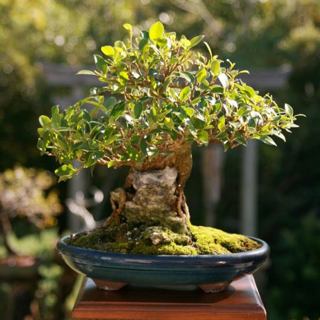 bonsai