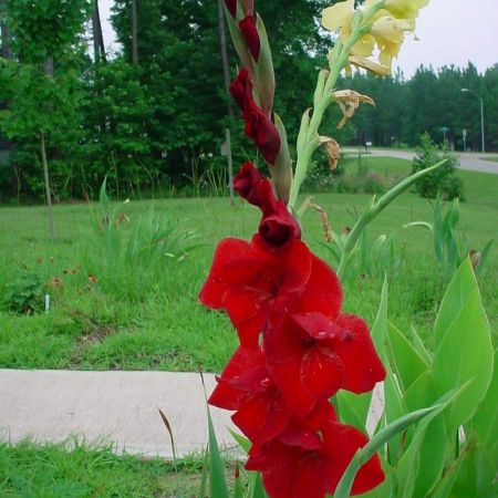 gladiola