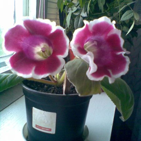 Gloxinia