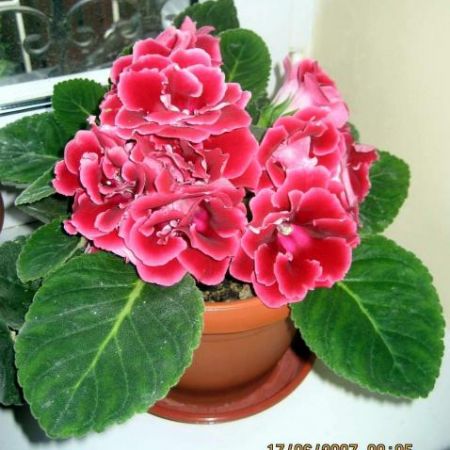 Gloxinia