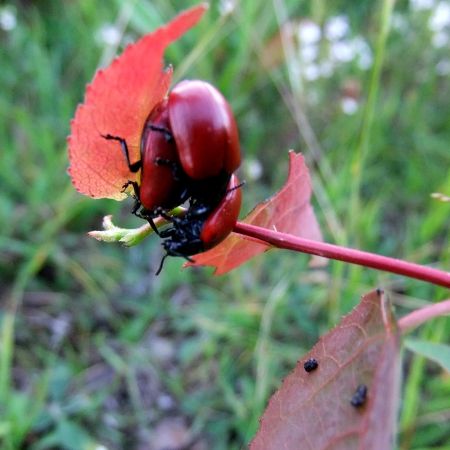 Chrysomela populi