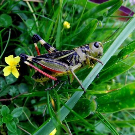 Arcyptera fusca