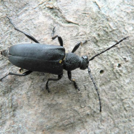 Stictoleptura scutellata