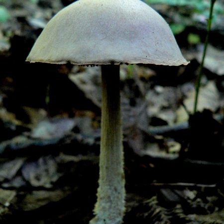 Collybia peronata