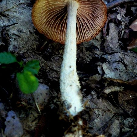 Collybia peronata