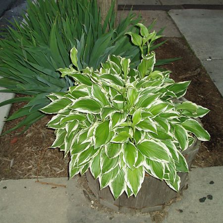 hosta **Cris