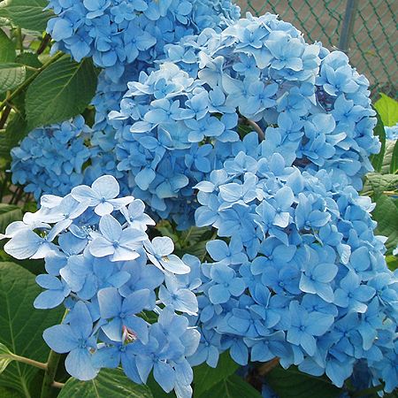 hydrangea