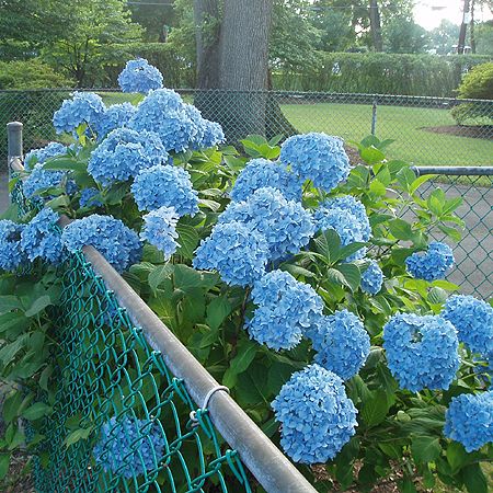 hydrangea