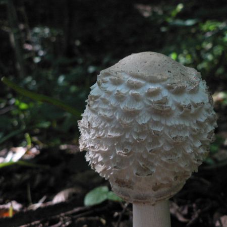 Macrolepiota rhacodes