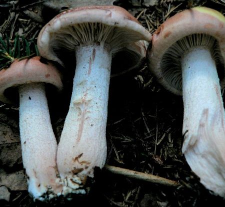 Hygrophorus erubescens