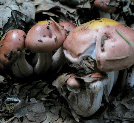 Hygrophorus erubescens