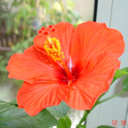 Hibiscus