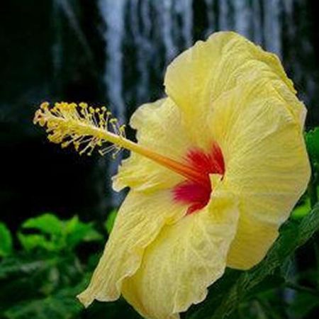 floare de hibiscus