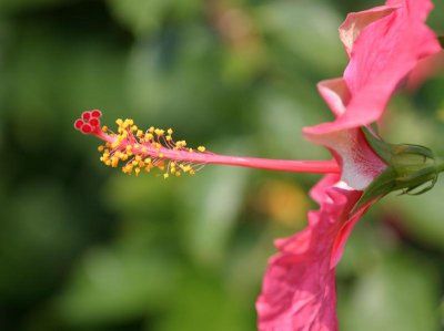 Hibiscus (trandafir japonez)