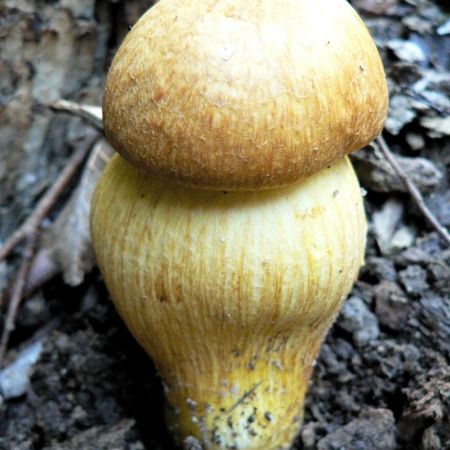 Tricholoma sulphureum