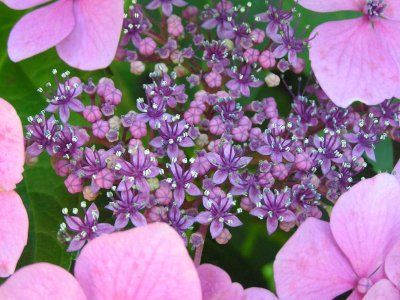 hortensie mov (macro)