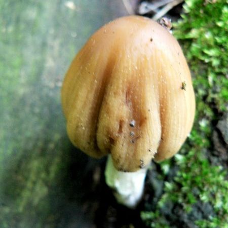 Coprinus micaceus