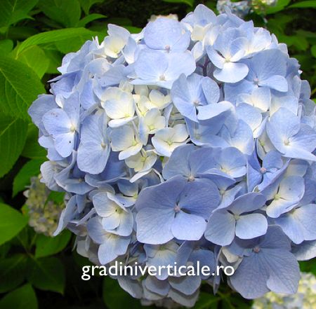 Hydrangea mov