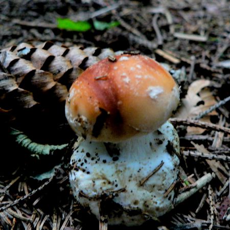 Leucocortinarius bulbiger