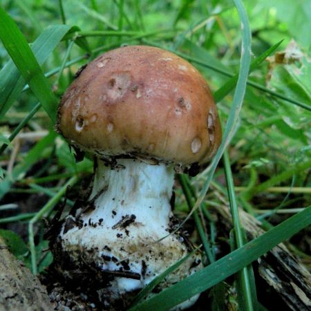 Leucocortinarius bulbiger