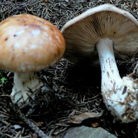 Leucocortinarius bulbiger