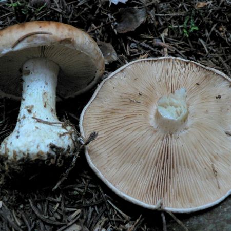 Leucocortinarius bulbiger