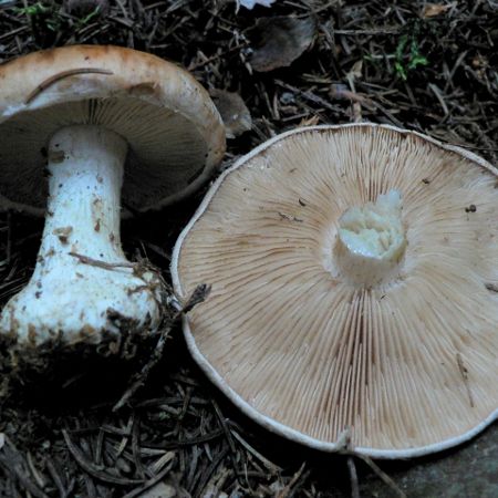 Leucocortinarius bulbiger