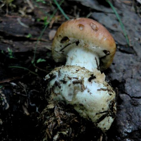 Leucocortinarius bulbiger