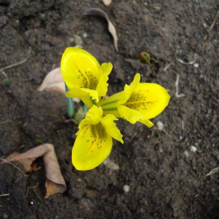 iris pitic (iris danfordiae)