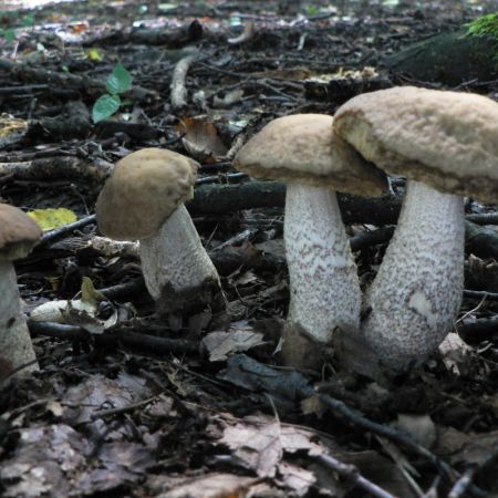 Leccinum scaber