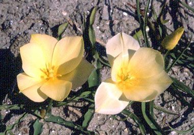 tulipa batalinii