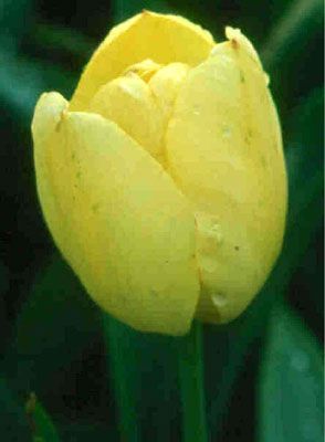 tulipa gesneriana