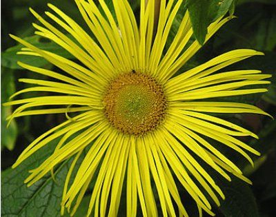 Inula hookeri