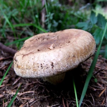 Paxillus involutus