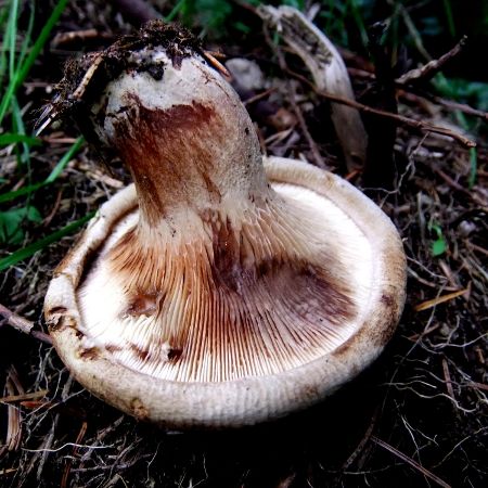 Paxillus involutus