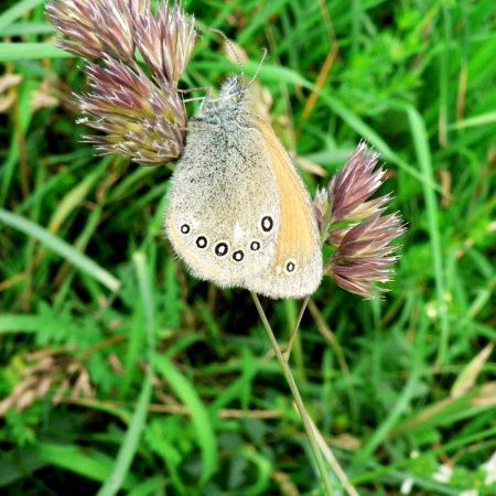 Coenonympha glycerion