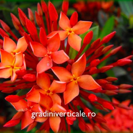 IXORA