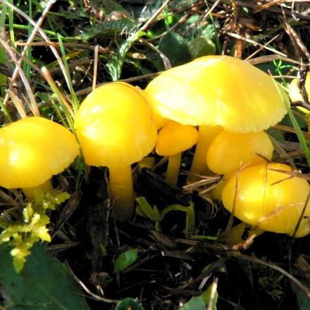 Hygrocybe citrina