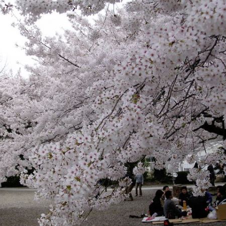 Japonia