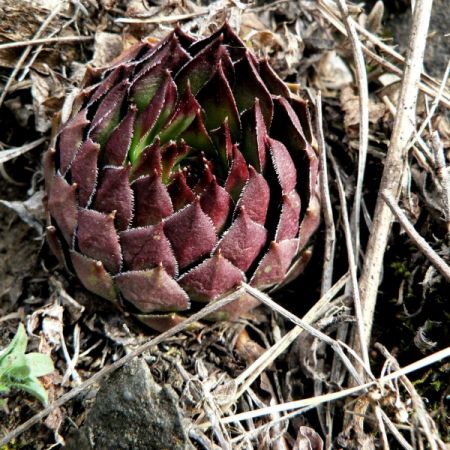 Sempervivum marmoreum