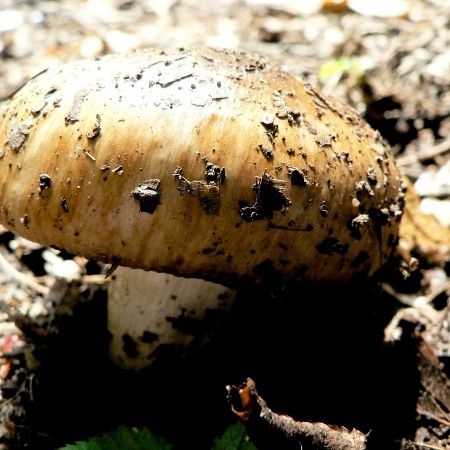 Russula praetervisa