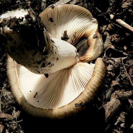 Russula praetervisa