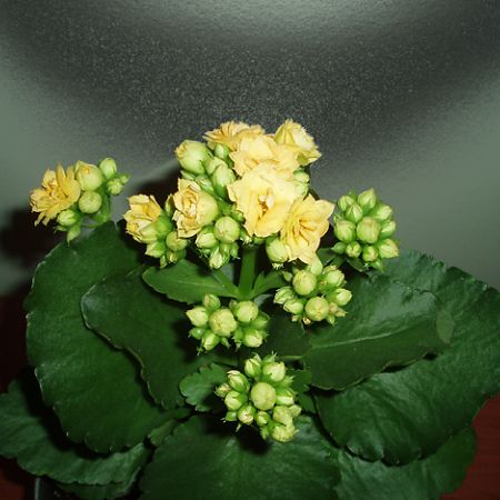 Kalanchoe **Cris