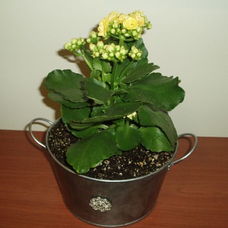 Kalanchoe **Cris