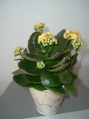 kalanchoe galbena