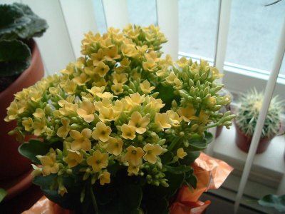 kalanchoe galbena 2