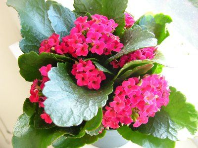 kalanchoe in floare